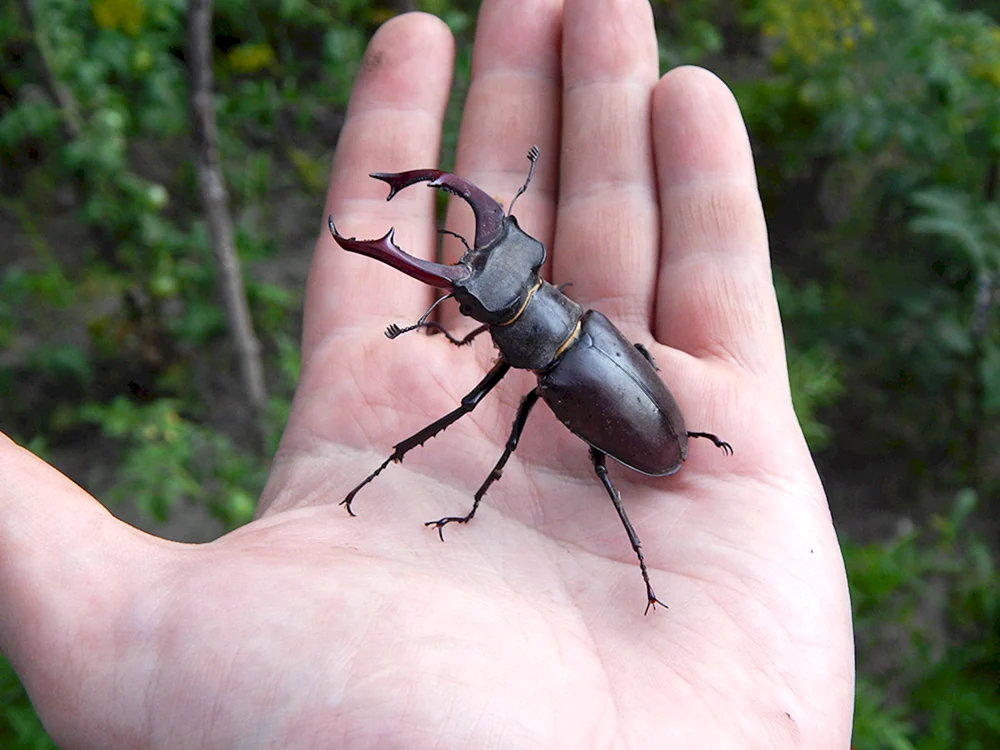 Hirsch Lucanus Cervus
