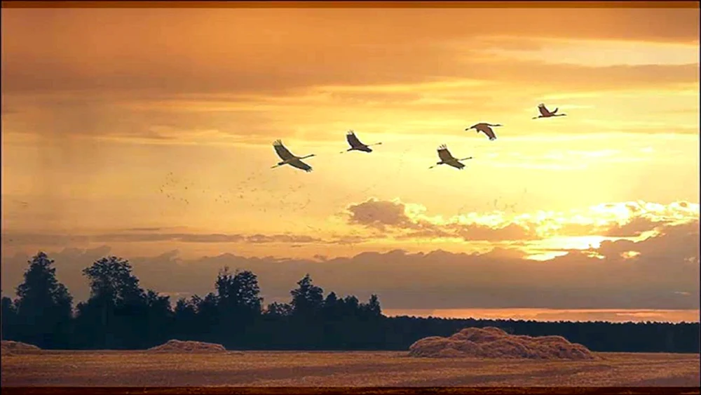 Vögel die wegfliegen