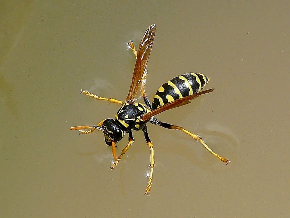 Beeeeee. Zimmermannsbiene Xylocopa valga Gerstaecker 1872
