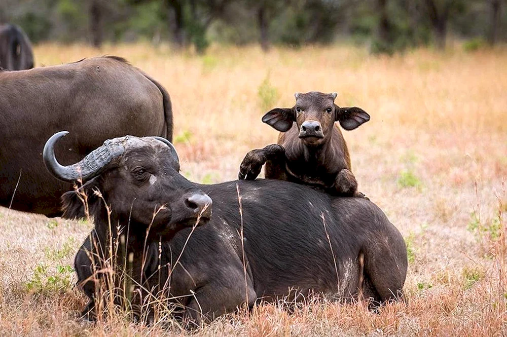 Tiere Afrikas