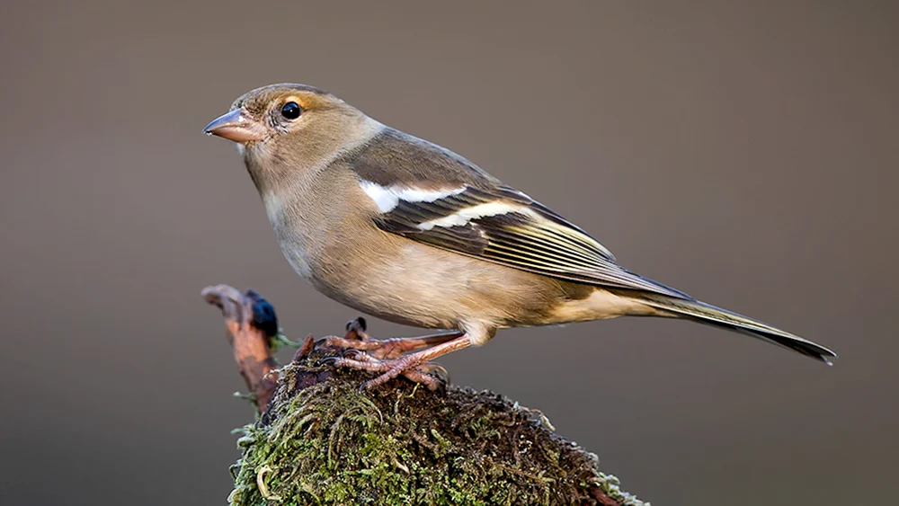 Palmierter Lophorina-Paradiesvogel