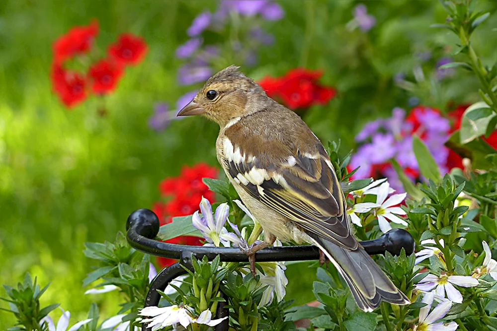 Vögel in der Natur