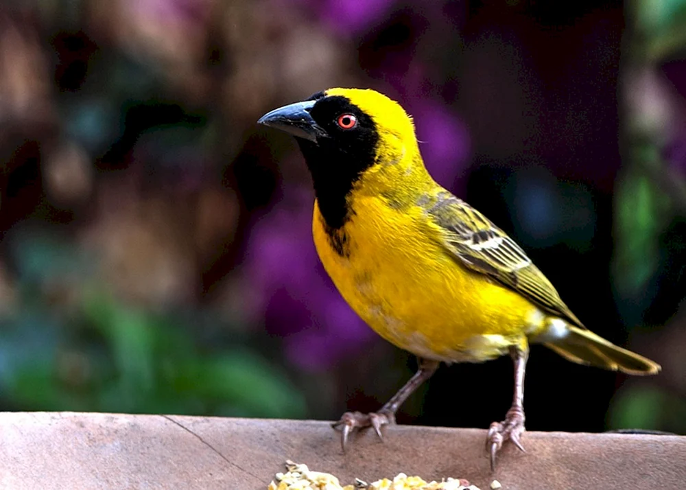 Gelber Vogelkanarienvogel