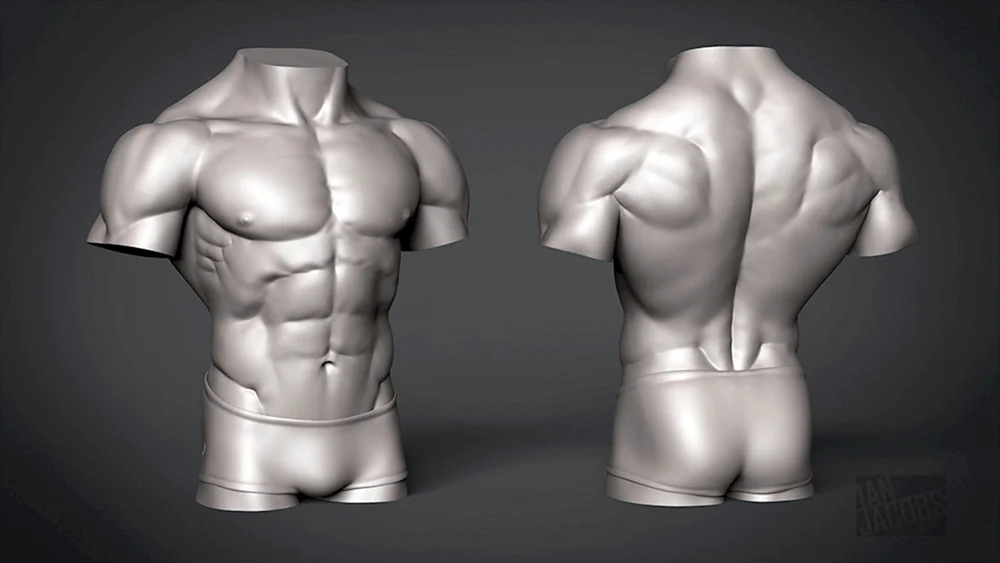 Torso seitlich gebogen Anatomie
