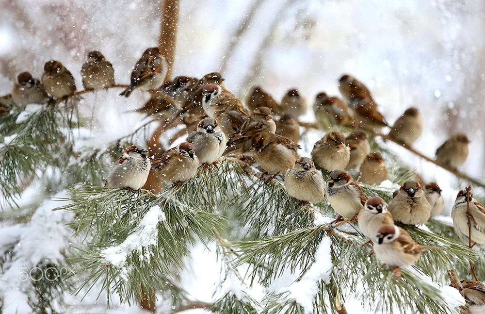 Wintervögel
