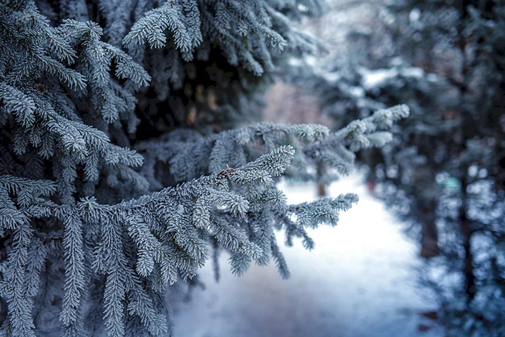 Winterbäume