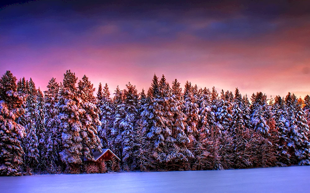 Winter im Wald