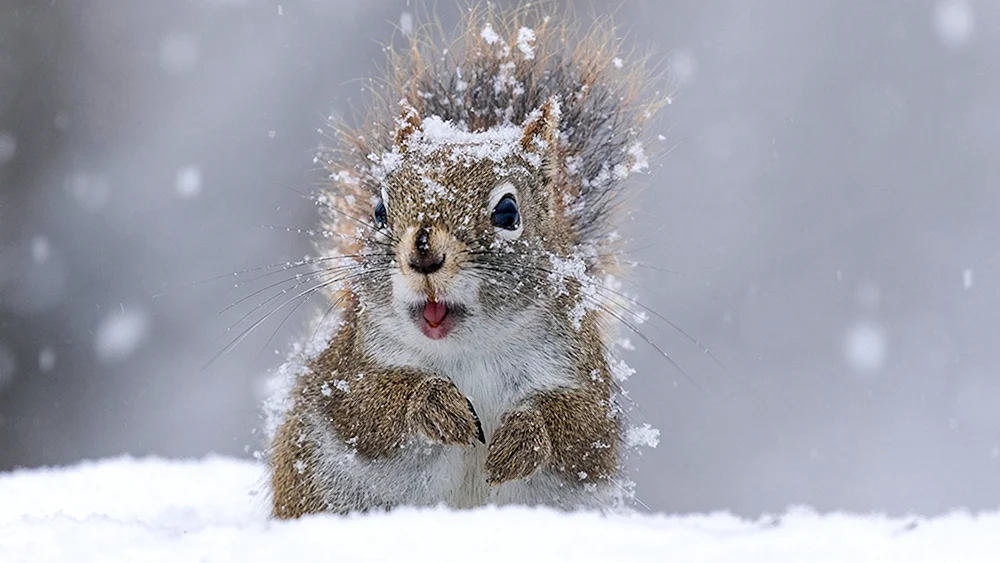 Bäume im Schnee