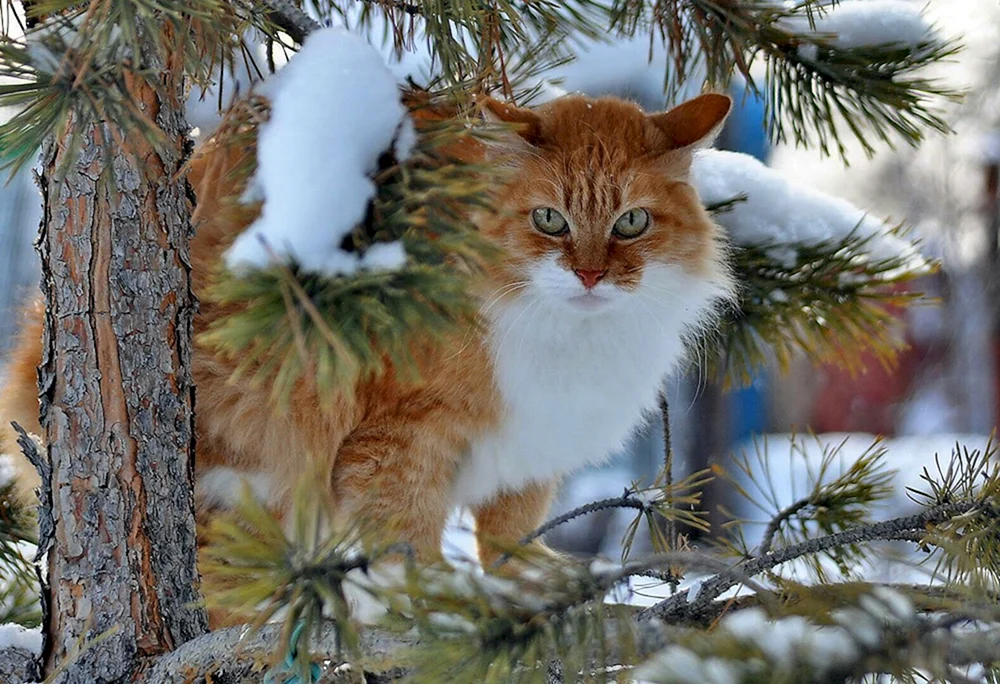 Wintertiere