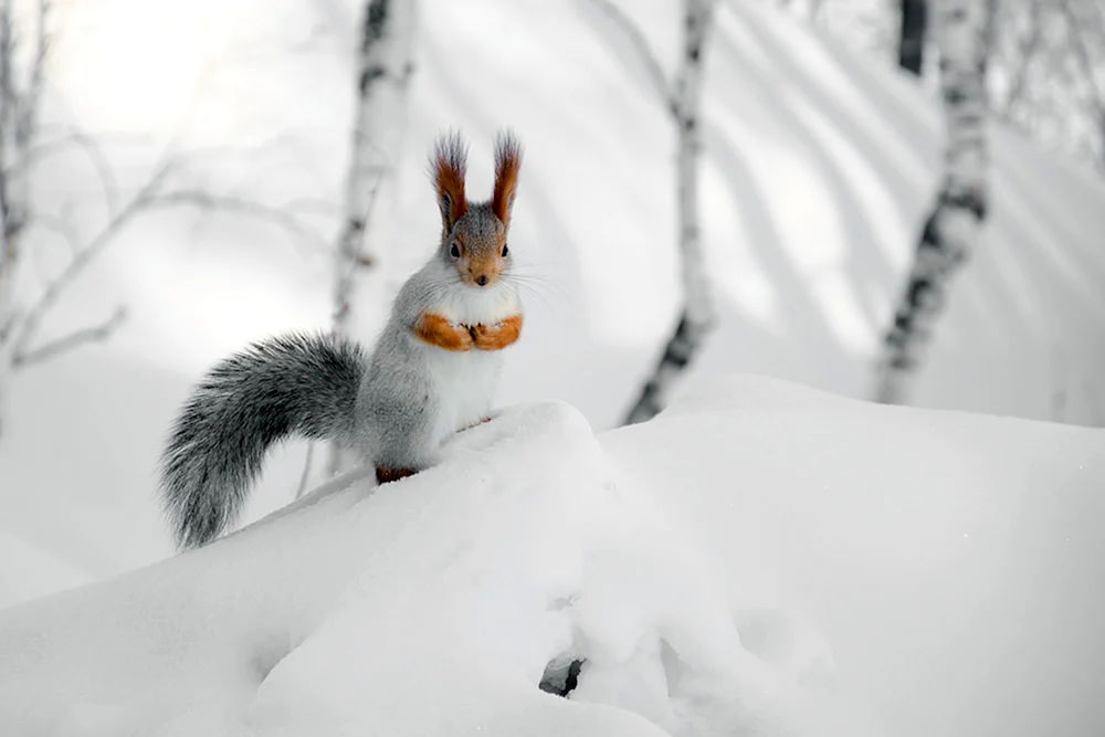 Eichhörnchen Winter