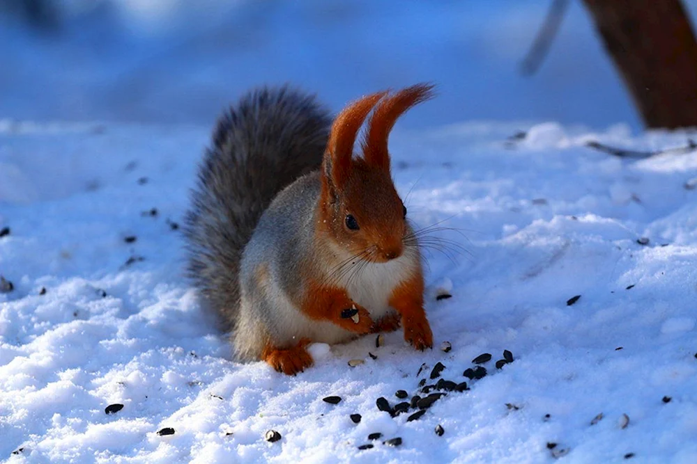Eichhörnchen im Winter