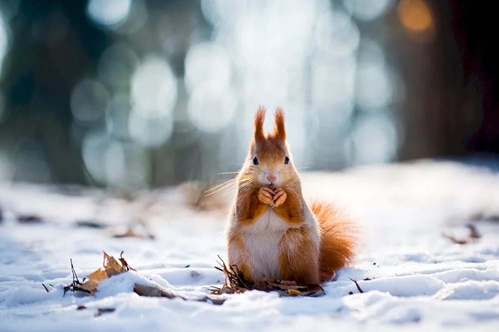 Eichhörnchen im Winter