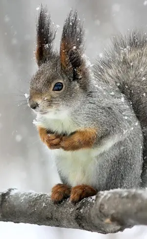 Winter Eichhörnchen