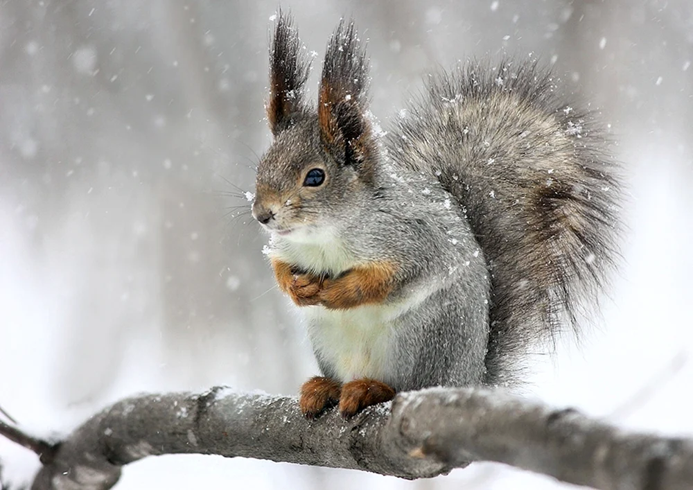 Winter Eichhörnchen