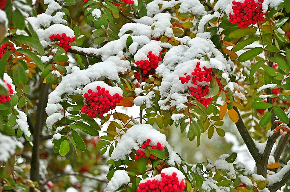 Calina gemeiner roter Haufen