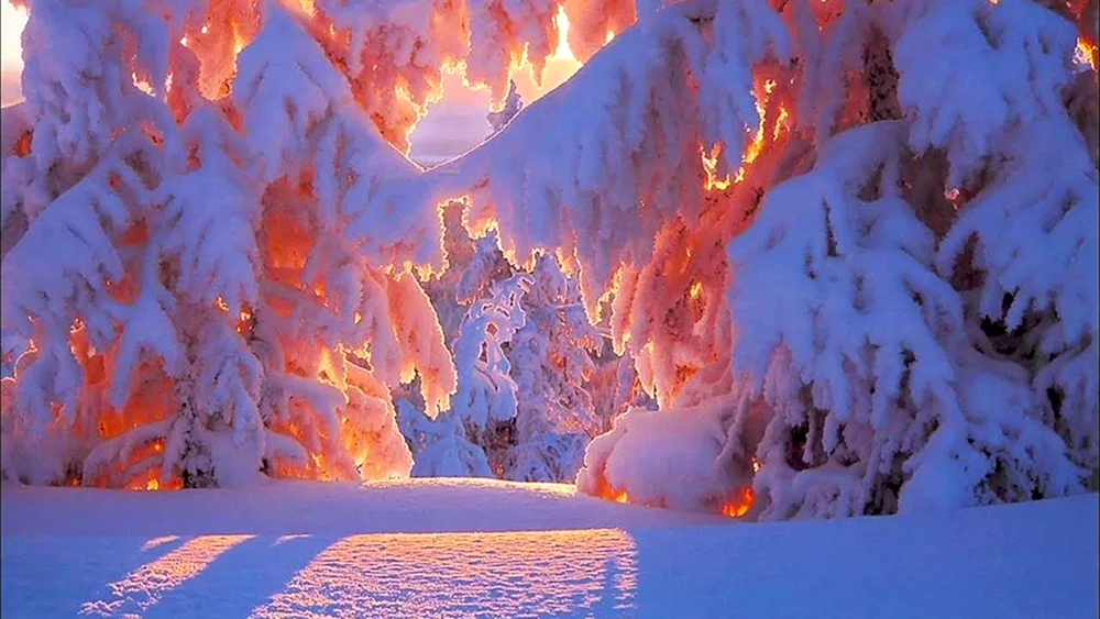 Winter natur