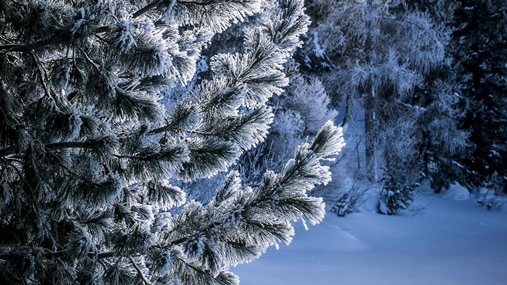 Winterlandschaft