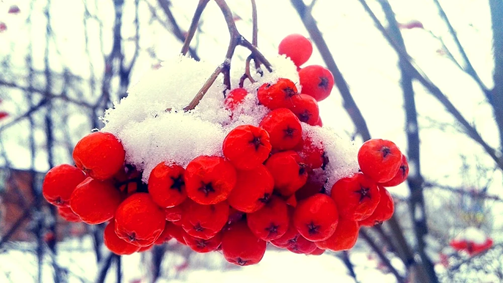 Winterhimbeere und Eberesche