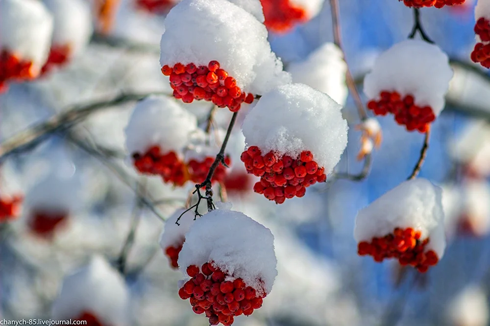 Sargent-Ulme im Schnee