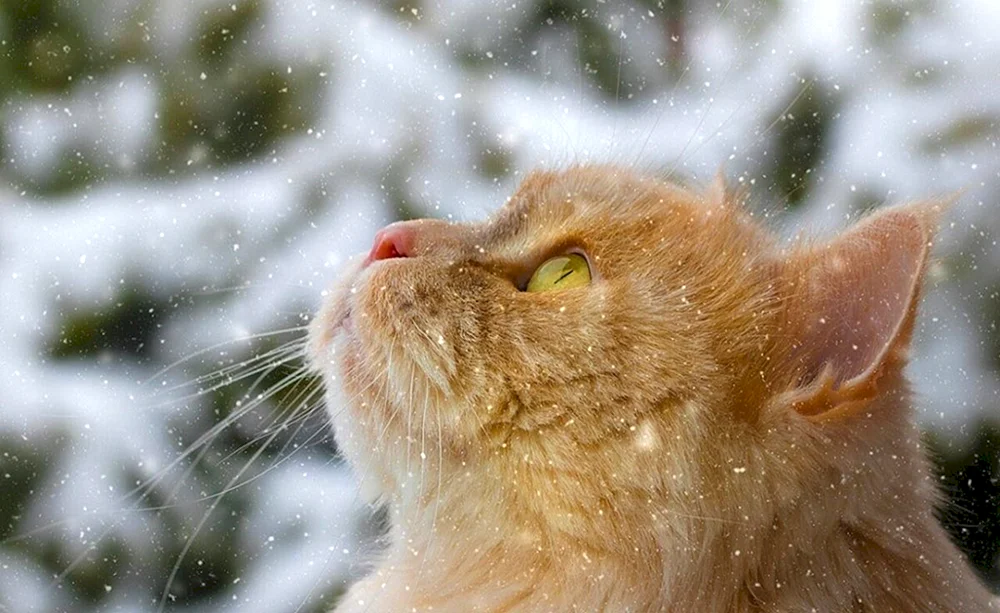 Katze im Winter