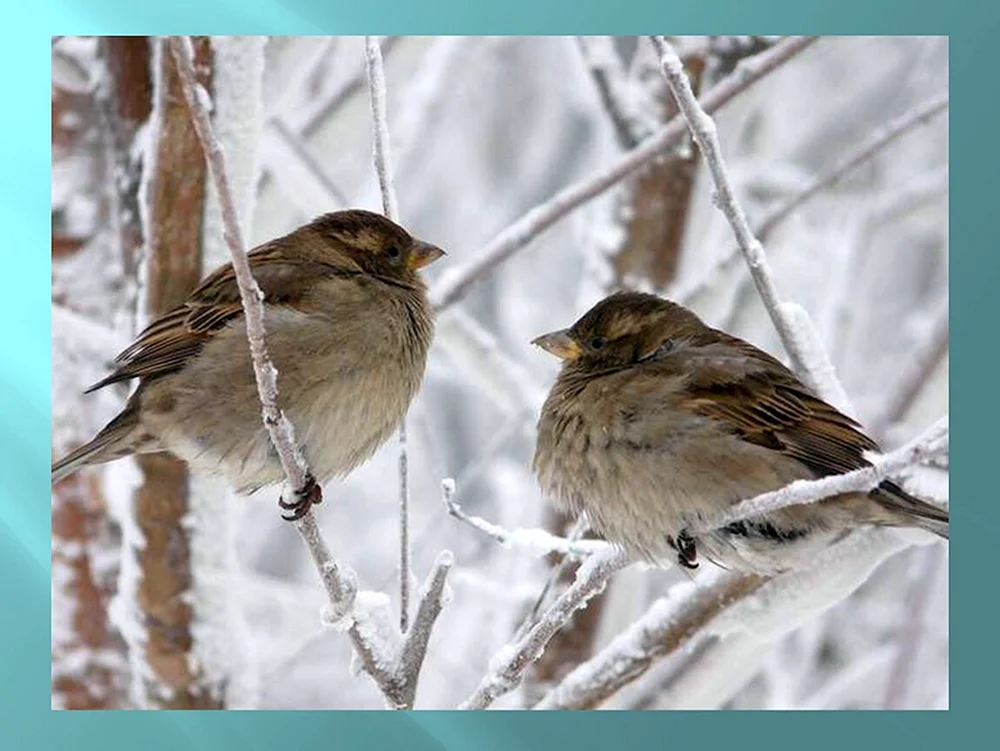 Wintervögel auf Schnee