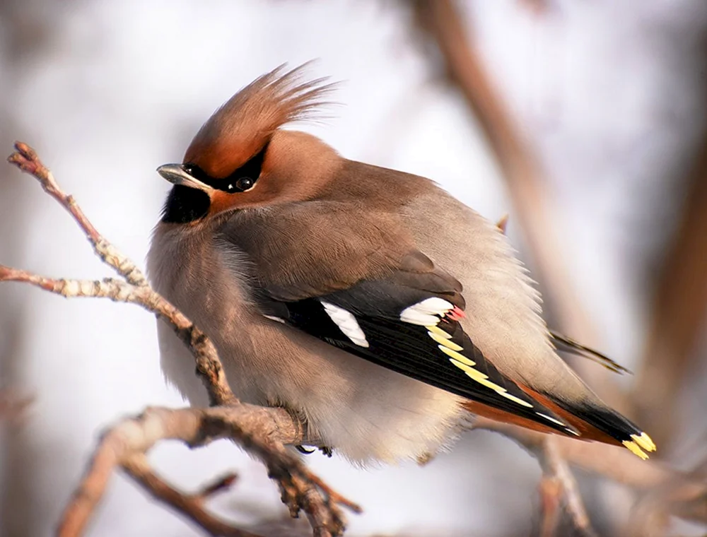 Schopfpfeifvogel. Wintervögel