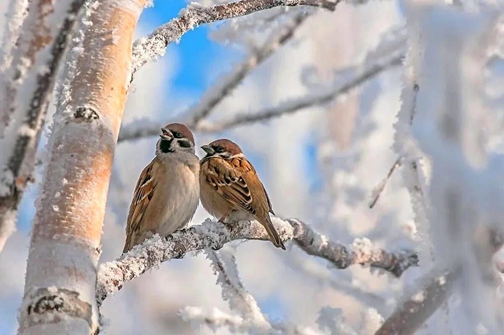 Wintervögel