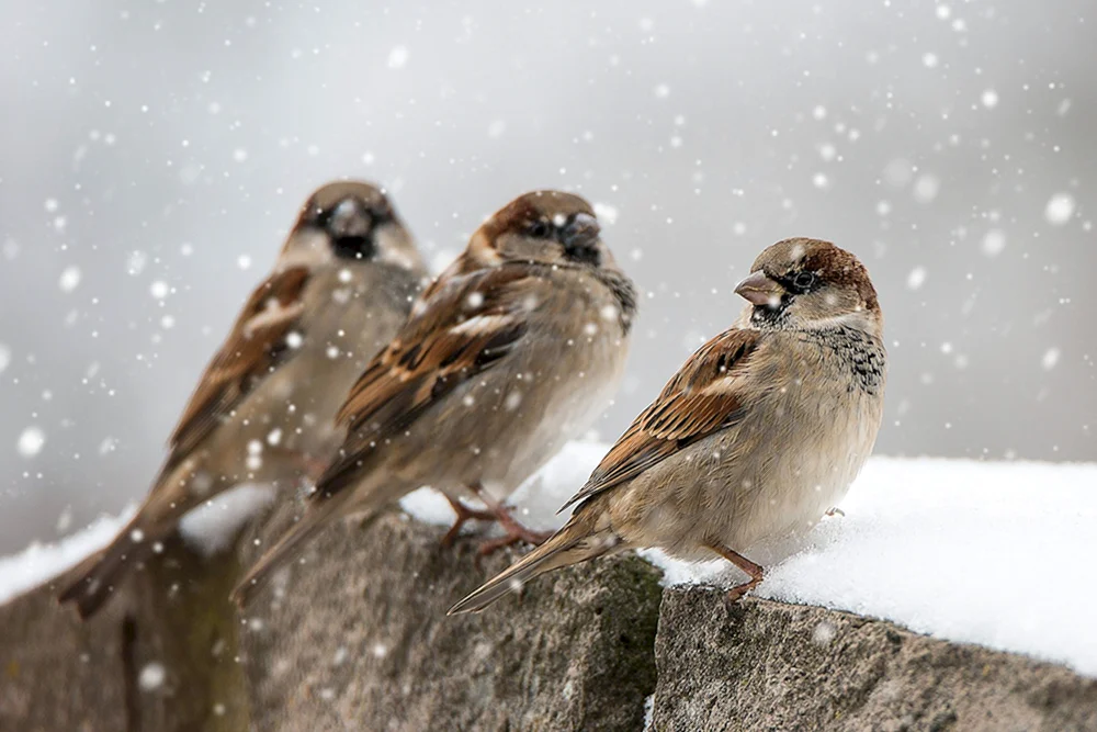 Wintervögel