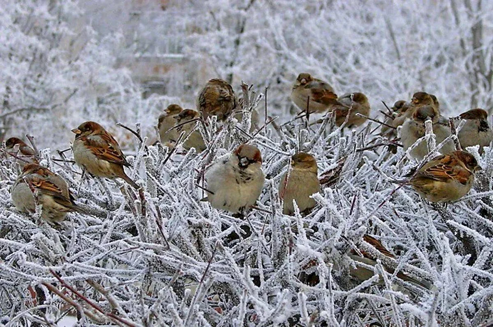 Wintervögel