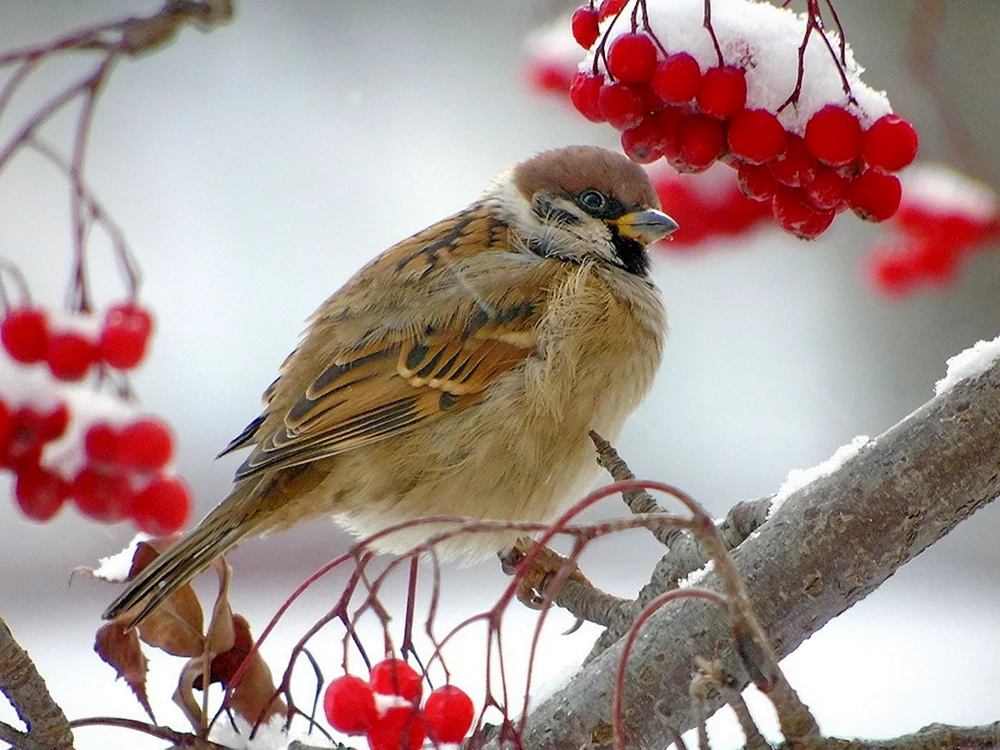 Vögel im Winter