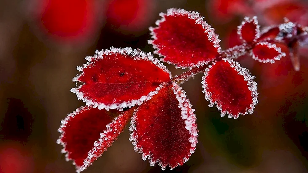 Rote Rose