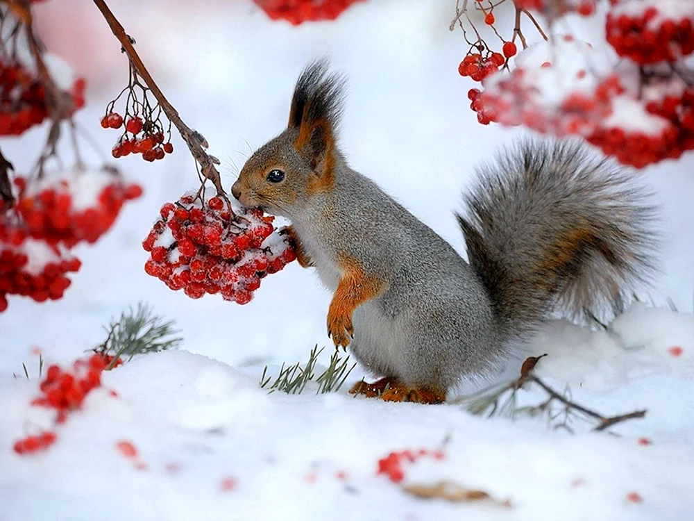 Wintertiere