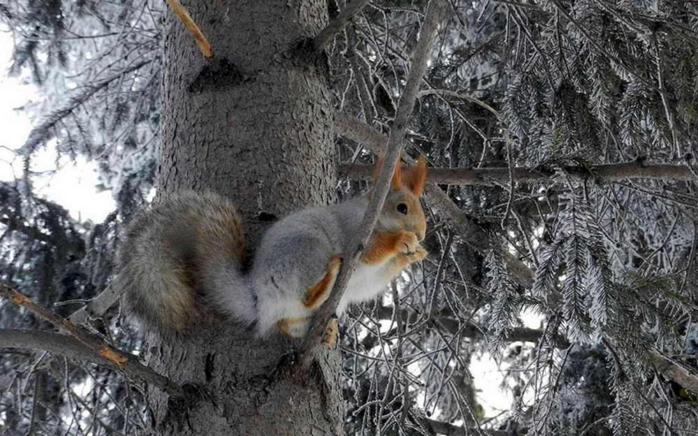 Wintertiere