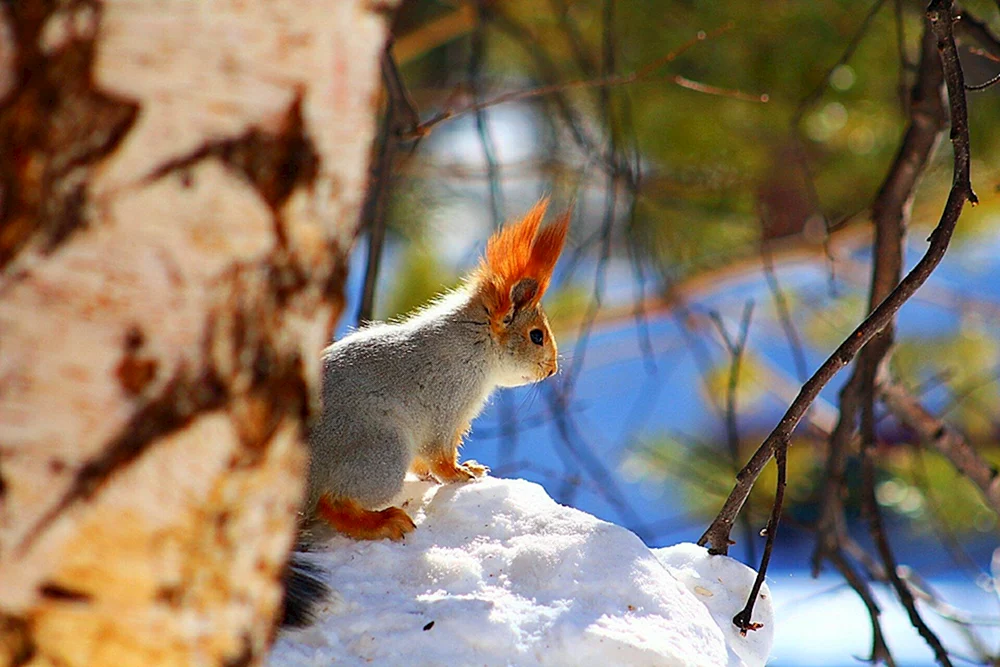 Wintertiere