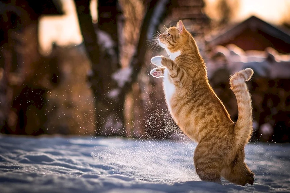 Winterkatze