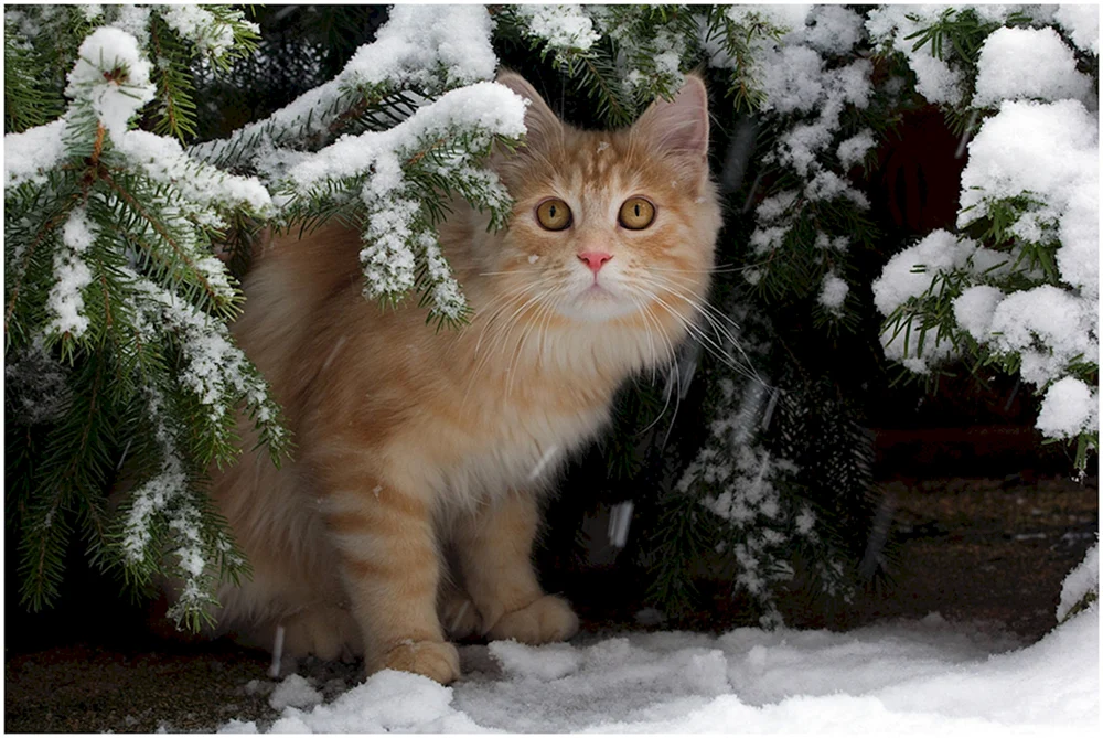 Katze im Schnee