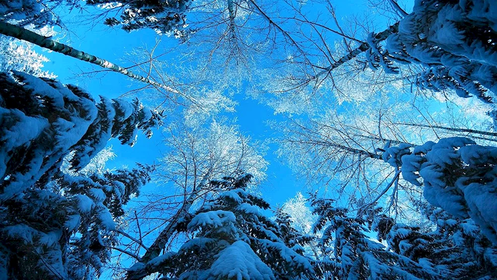 Winterschnee