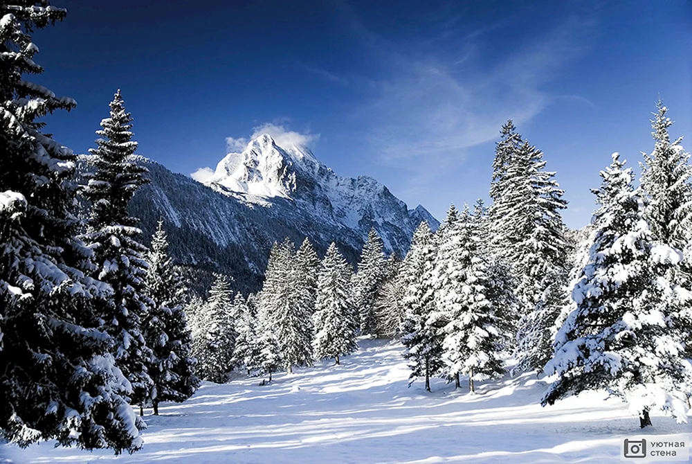Winterwald
