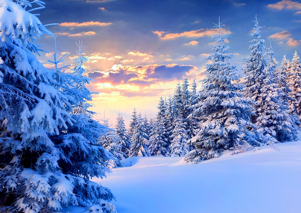 Winterwald