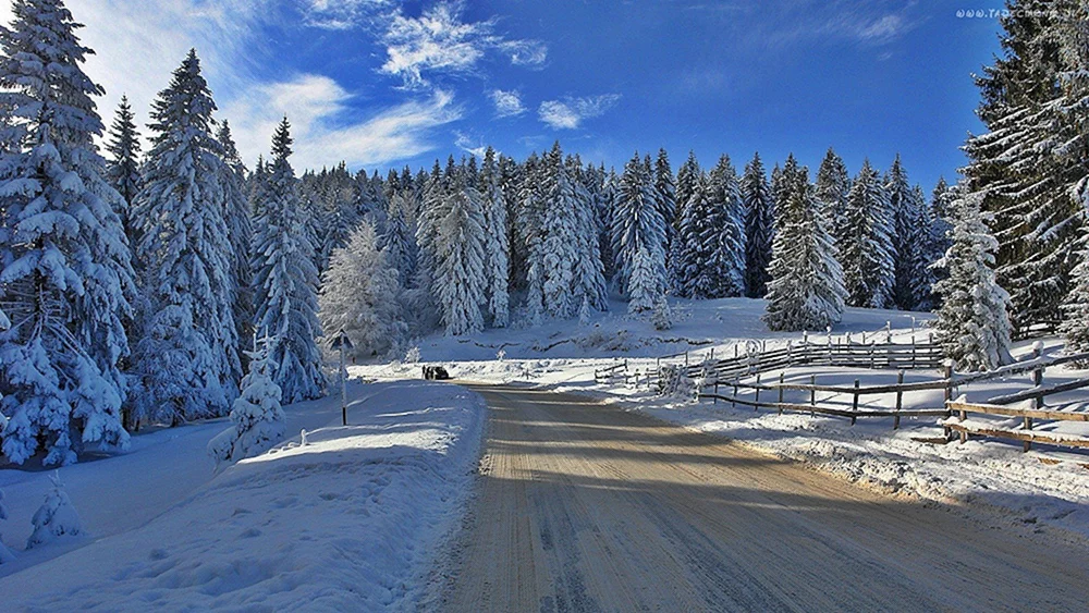 Winterwald