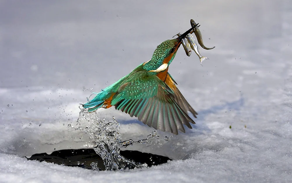 Eule jagt Fisch