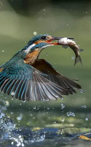 Eisvogelangler