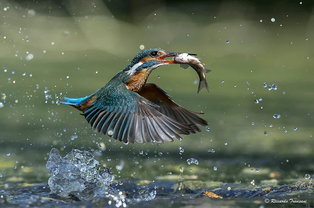 Eisvogelangler