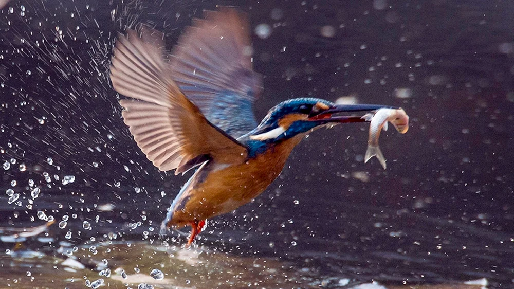 Gewöhnlicher Eisvogel weiblich