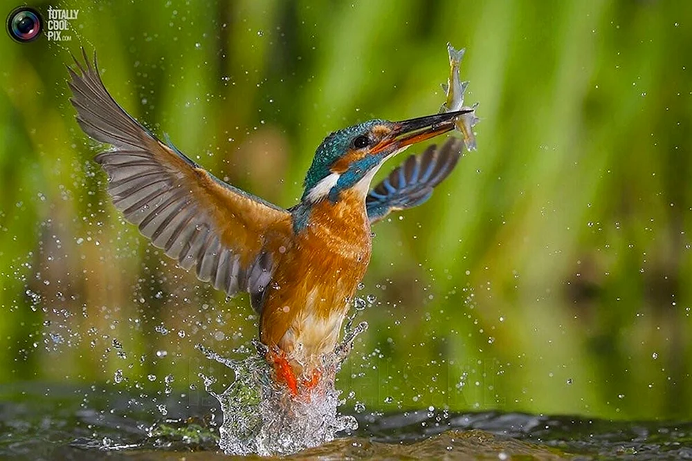 Vogelangler