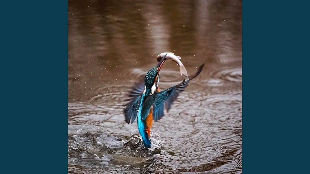 Vogelangler