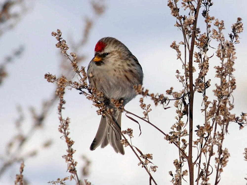 Vögel des Altaigebirges im Winter