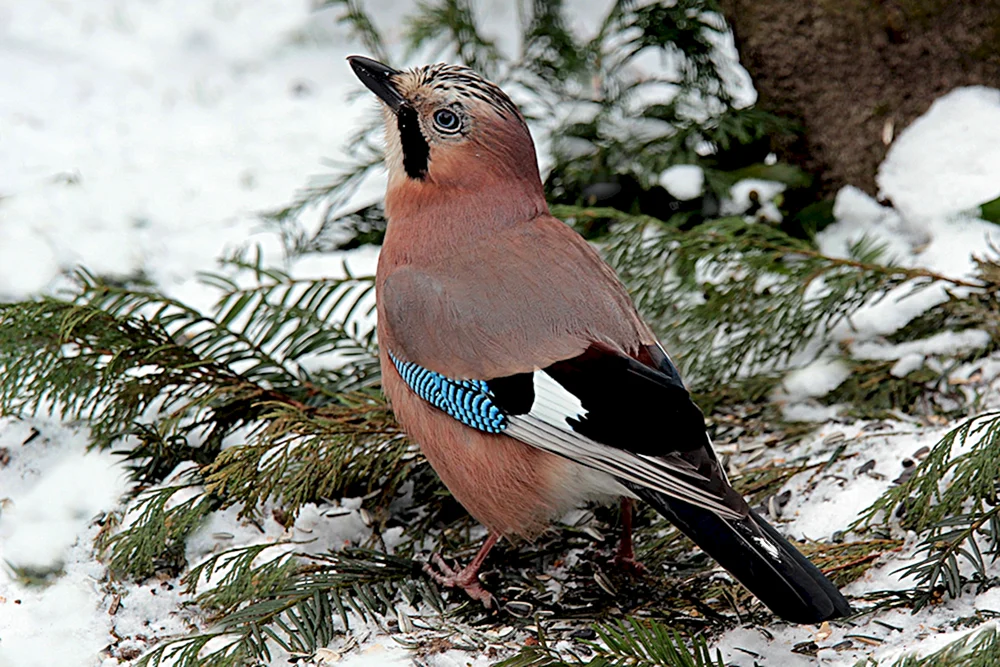 Gemeinsamer Pfeifsänger - Bombycilla garrulus l. 1758