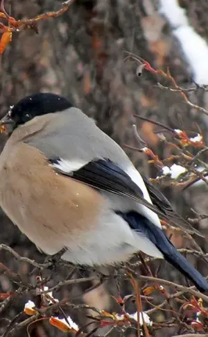Überwinternde Vögel Westsibiriens Kuksha rowan