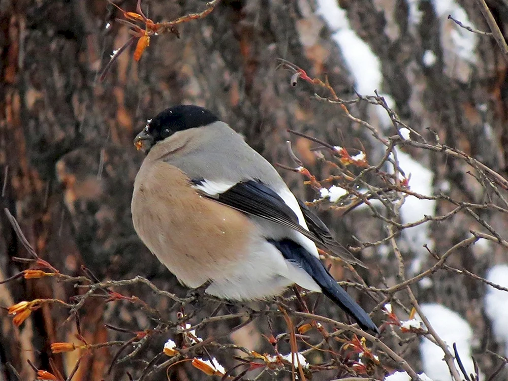 Überwinternde Vögel Westsibiriens Kuksha rowan